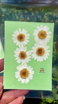 گل خشک بابونه سفید